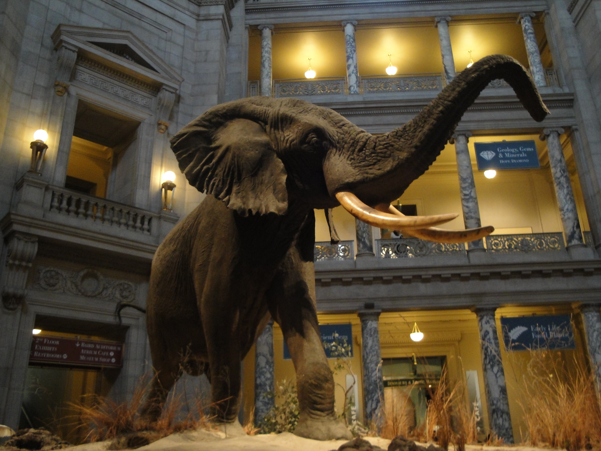 Smithsonian Museum of Natural History