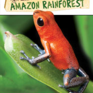 Life in the Amazon Rainforest