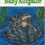 Baby Alligator