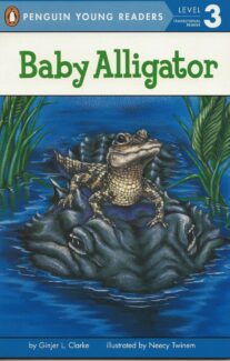 Baby Alligator