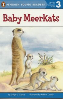 Baby Meerkats