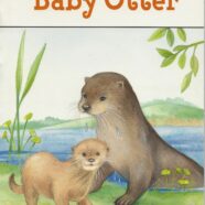 Baby Otter