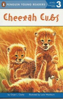 Cheetah Cubs